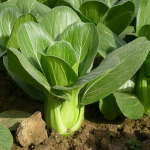 cai-thia