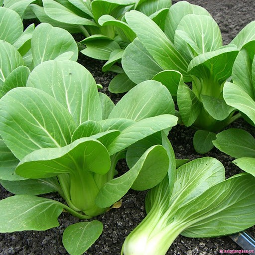 cai-thia