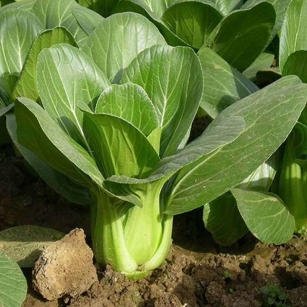 cai-thia
