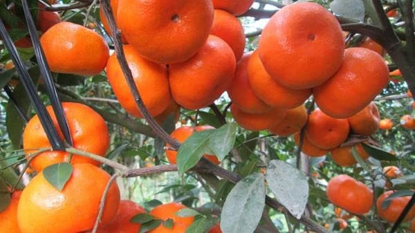 dac-san-bac-kan-1642062178