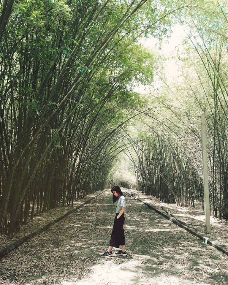 Làng tre Phú An