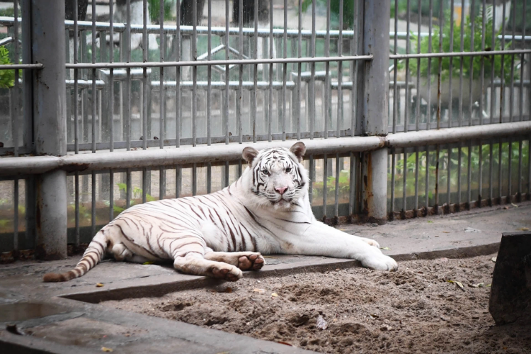Vườn Thú Hà Nội - Công Viên Thủ Lệ - Hanoi Zoo