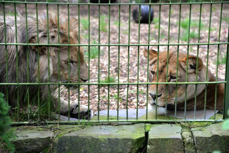 Vườn Thú Hà Nội - Công Viên Thủ Lệ - Hanoi Zoo