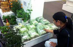 Rau Sạch Trác Văn