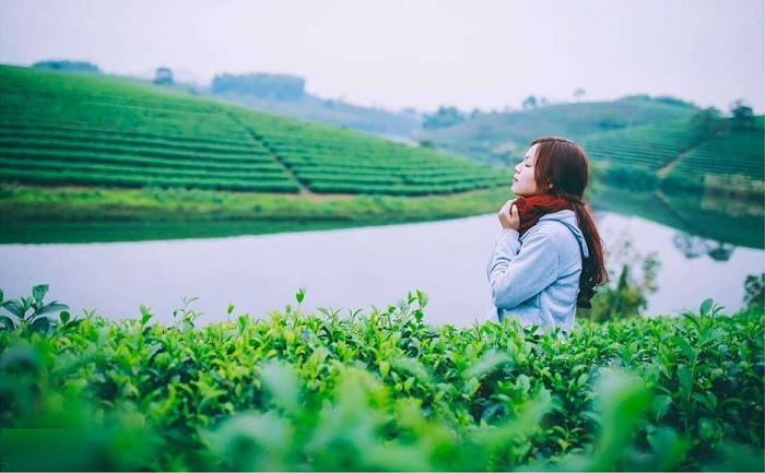 Đồi chè