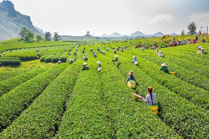 Đồi chè