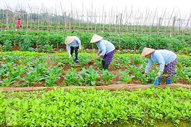 Rau Sạch Trác Văn