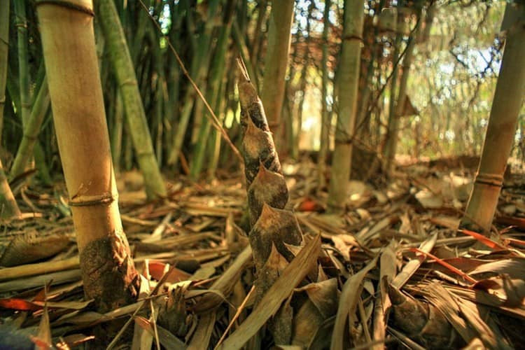 Làng tre Phú An