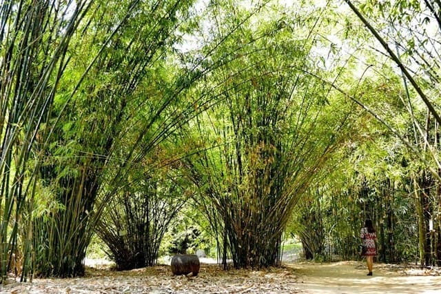 Làng tre Phú An