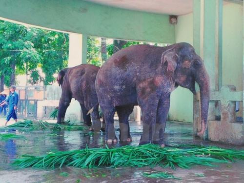 Vườn Thú Hà Nội - Công Viên Thủ Lệ - Hanoi Zoo