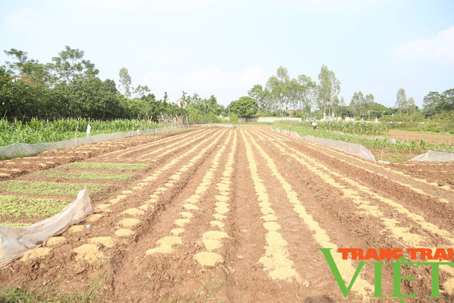 Rau Sạch Trác Văn