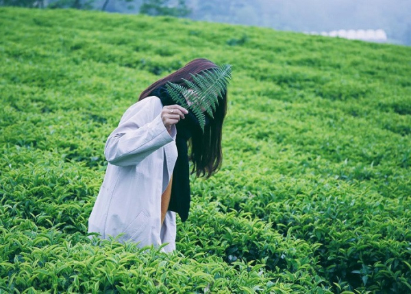 Đồi chè
