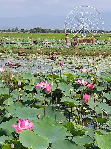 Khu Du Lịch Văn Hoá Sinh Thái Sen Caraih Mỹ Nghiệp (Ecotourism Destinations)
