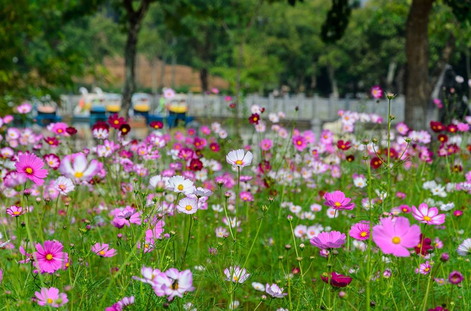 Cánh đồng hoa bằng ruộng bậc thang