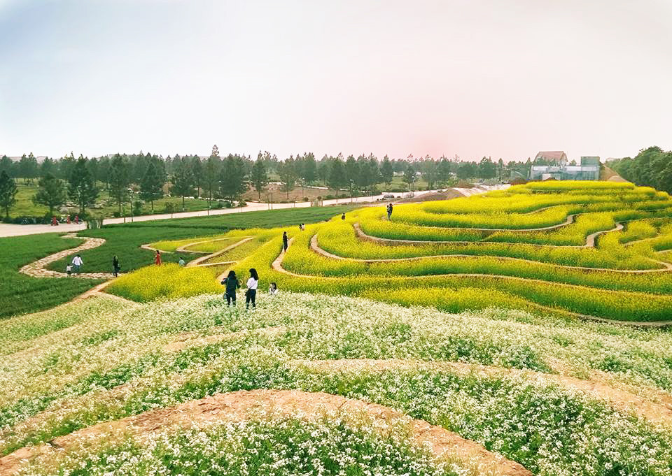 Cánh đồng hoa bằng ruộng bậc thang