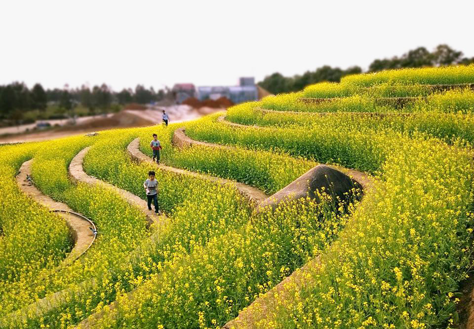 Cánh đồng hoa bằng ruộng bậc thang