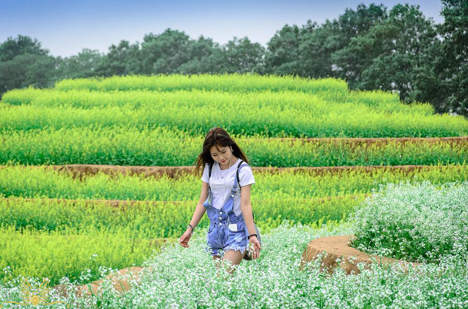 Cánh đồng hoa bằng ruộng bậc thang
