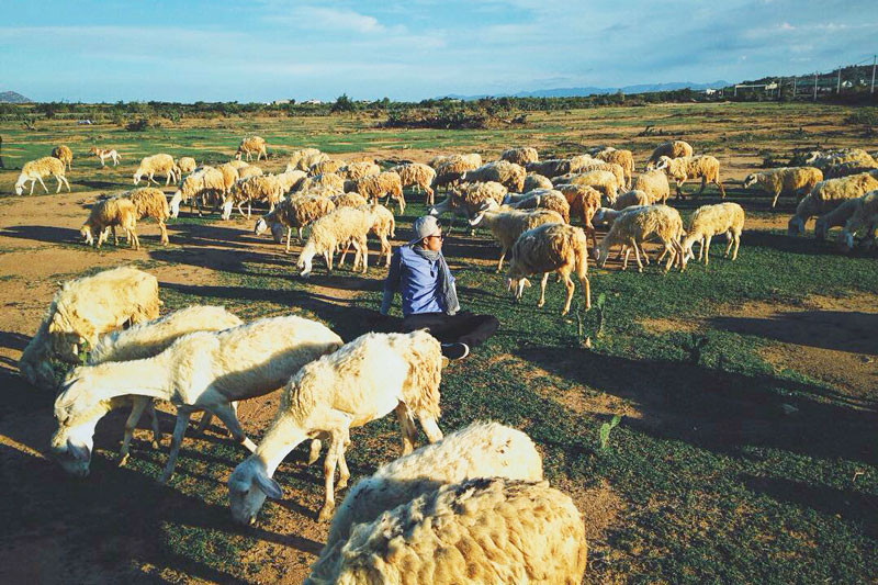 Đồng Cừu An Hòa (Copper Sheep)