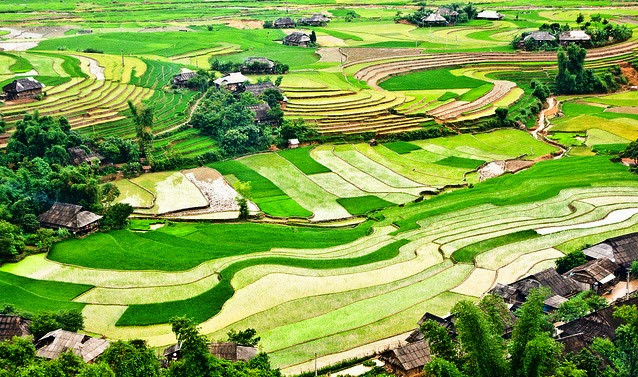 Mù Cang Chải