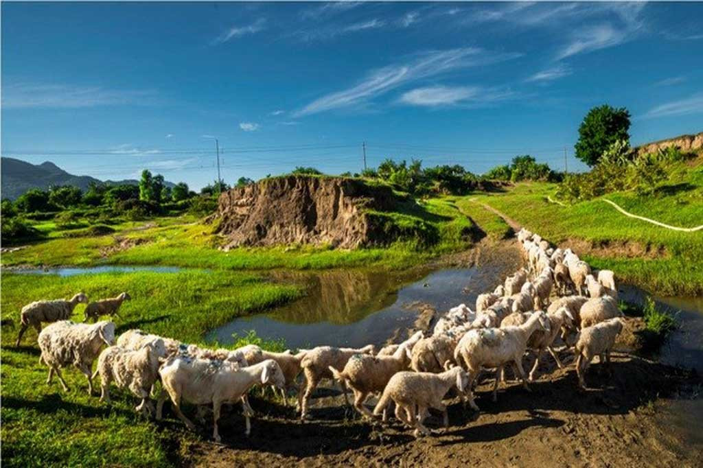 Đồng Cừu An Hòa (Copper Sheep)