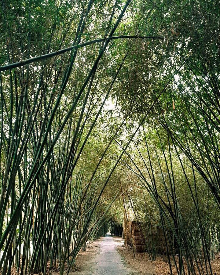 Con đường tre đẹp nhất Hậu Giang