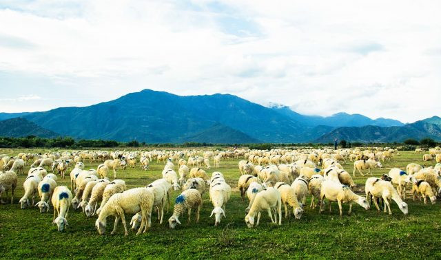 Đồng Cừu An Hòa (Copper Sheep)