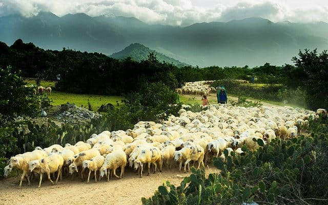 Đồng Cừu An Hòa (Copper Sheep)