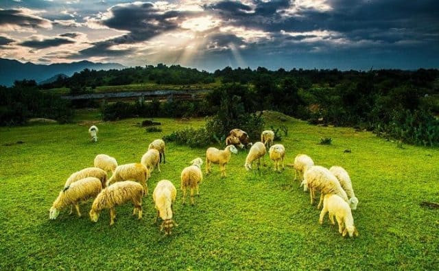 Đồng Cừu An Hòa (Copper Sheep)