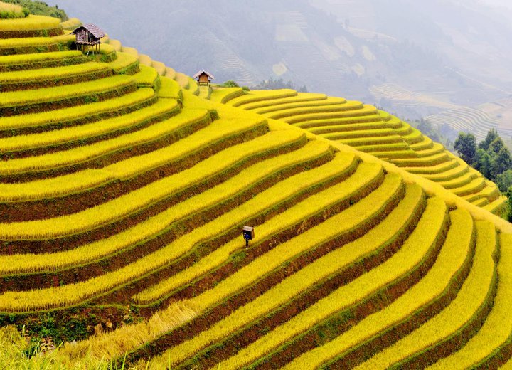 Mù Cang Chải