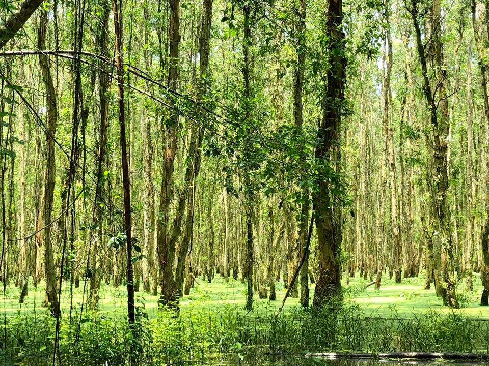 Rừng Tràm Gáo Giồng