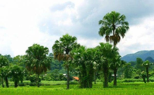 Khu du lịch sinh thái Cọ Xanh