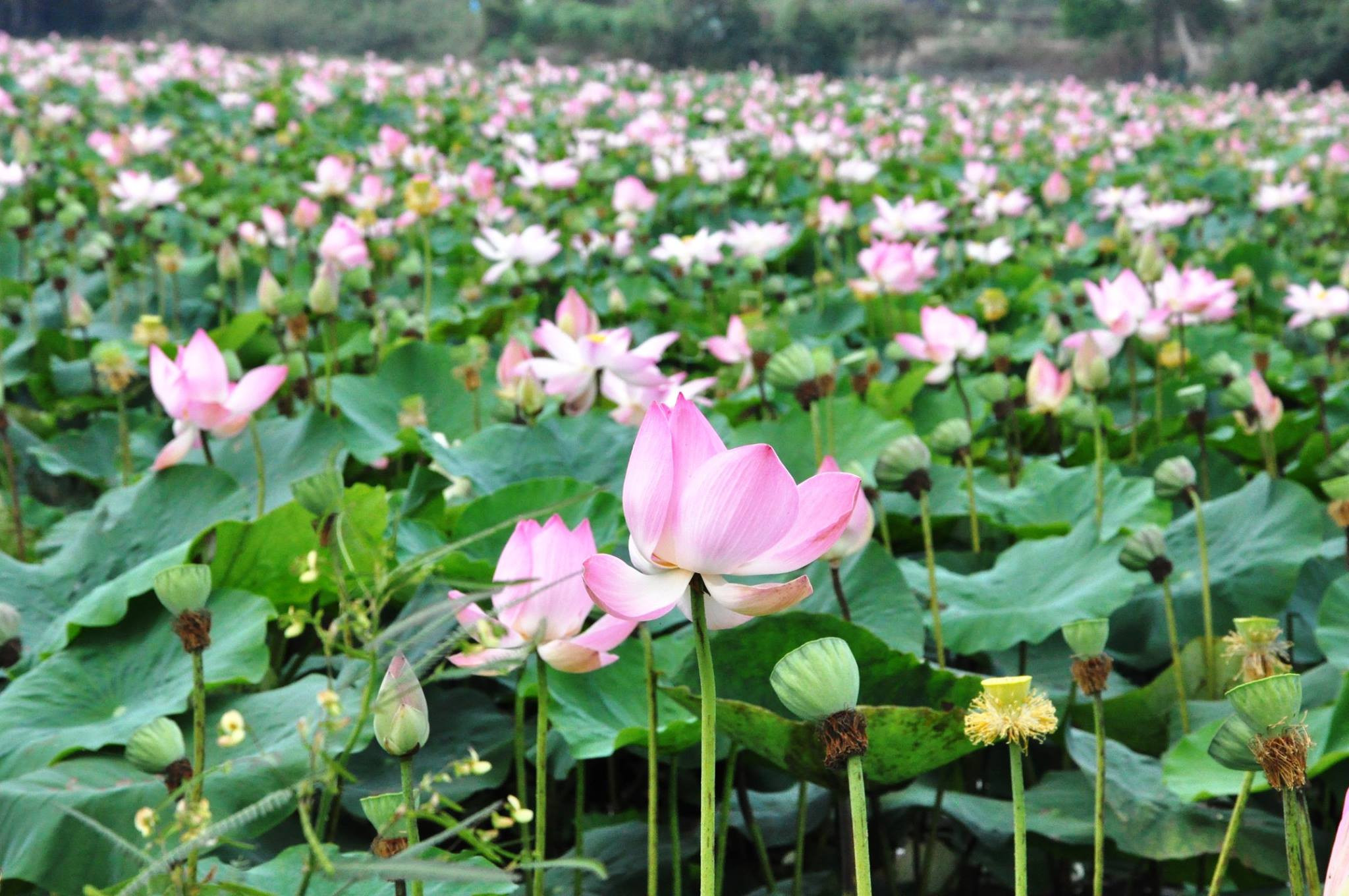 Khu bảo tồn đất ngập nước Láng Sen