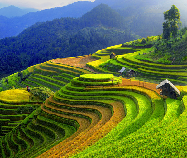 Mù Cang Chải
