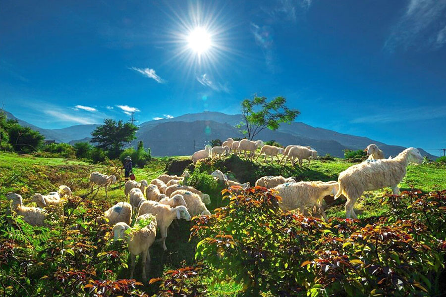 Đồng Cừu An Hòa (Copper Sheep)