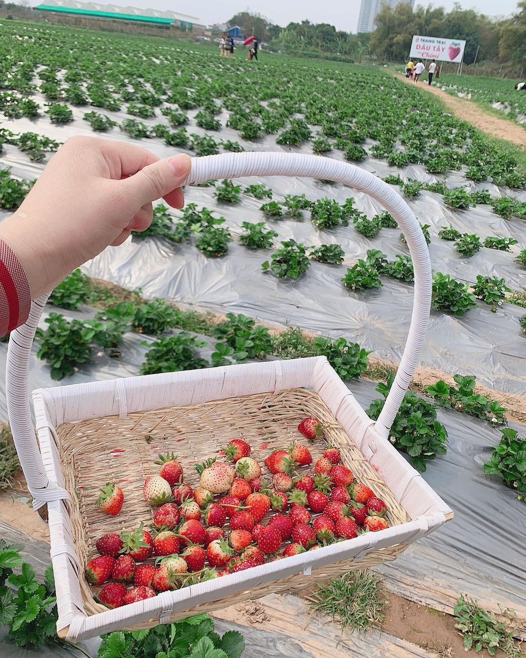 Vườn dâu Chimi Farm 4