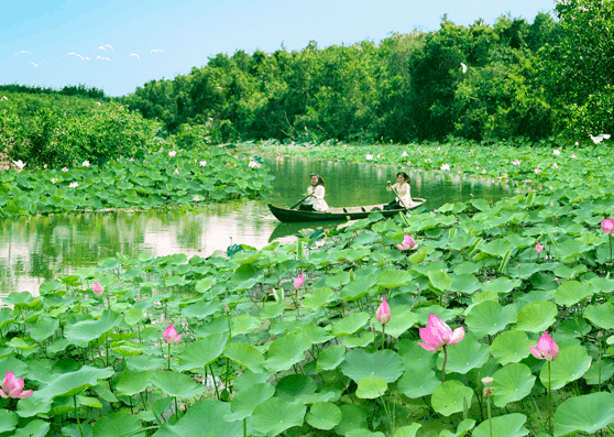 Rừng Tràm Gáo Giồng