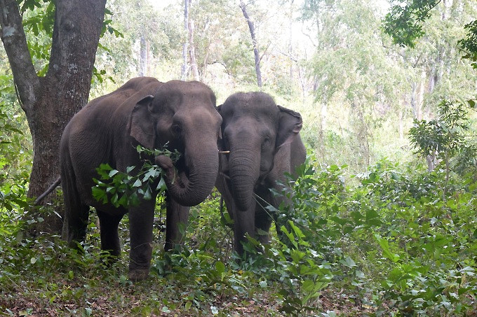 Vườn Quốc Gia Yok Don - Yok Don National Park