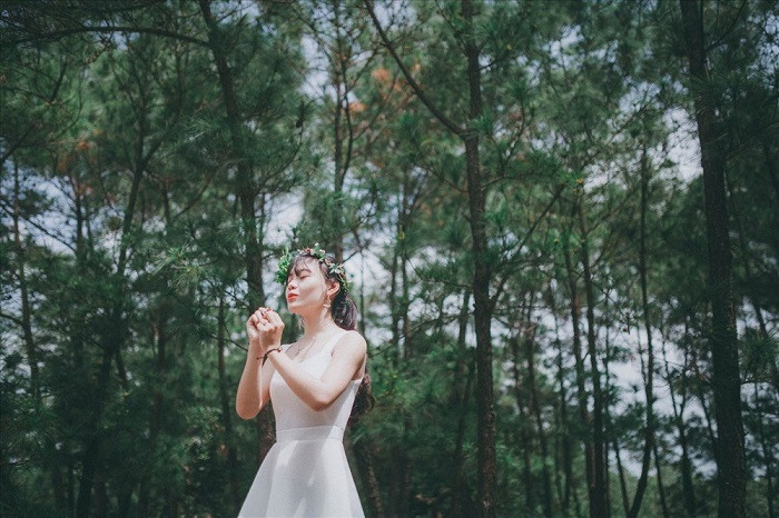 Đồi thông Bồ Bồ