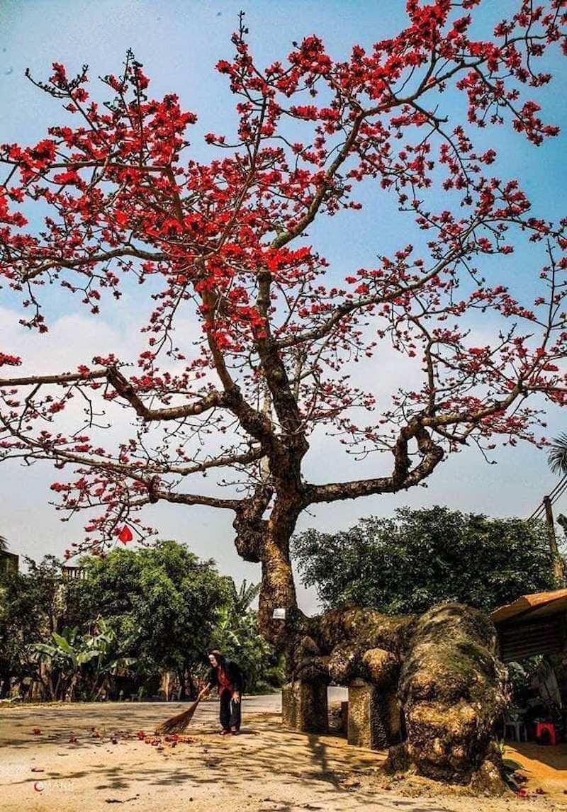 Hoa gạo Thái Bình
