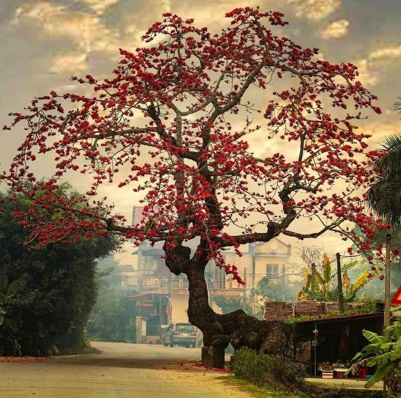 hoa gạo thái bình