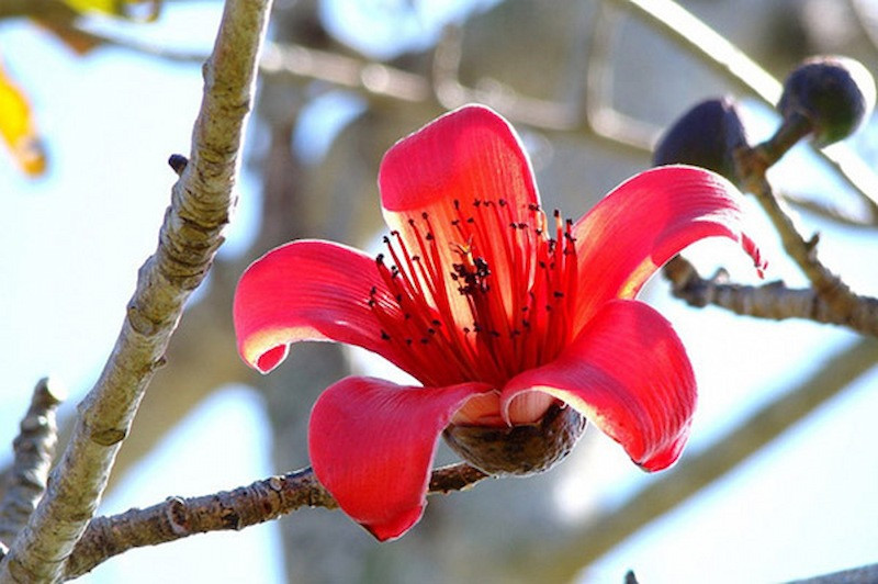 Hoa gạo Thái Bình