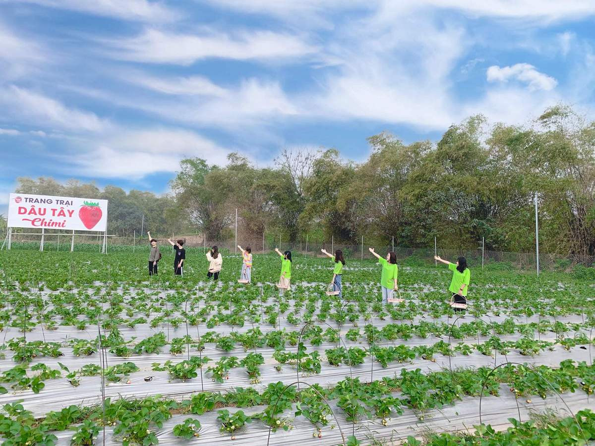 tham-nong-trai-dau-tay-chimi-farm-ha-noi-noi-tieng-nhat-thu-do-1-1640540301