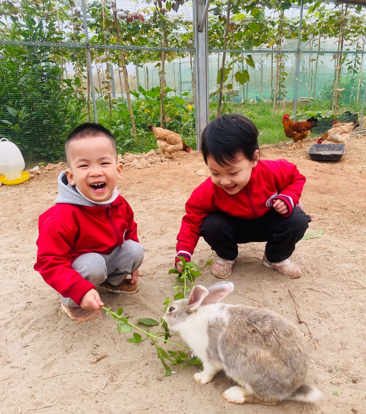 tham-nong-trai-dau-tay-chimi-farm-ha-noi-noi-tieng-nhat-thu-do-3-1640540302