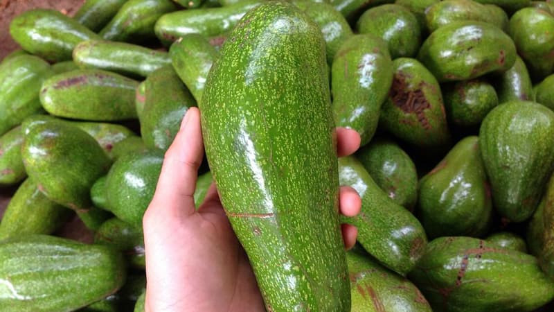 bơ sáp Đắk Lắk