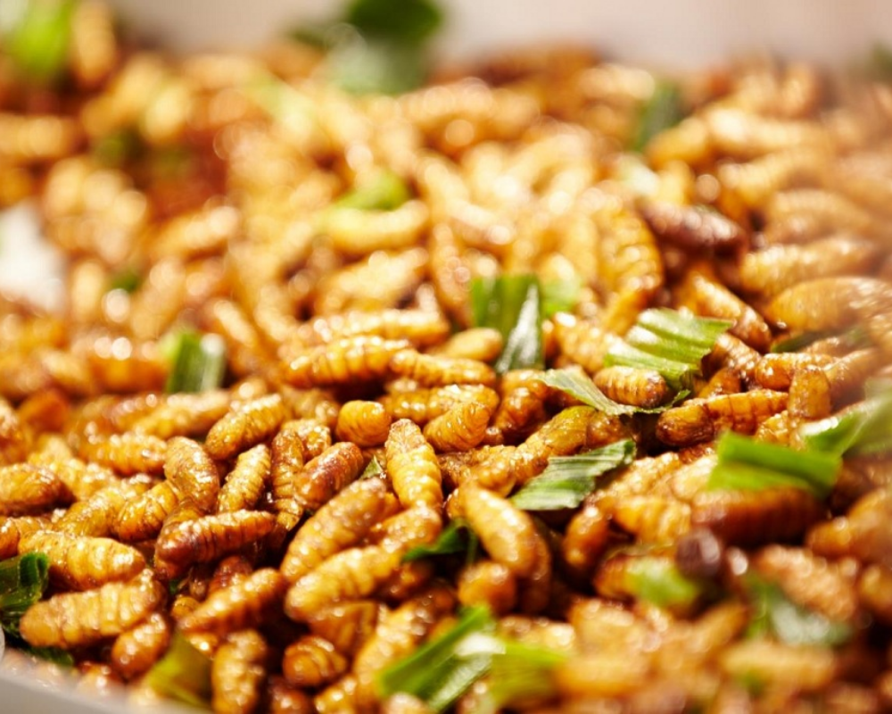 goi-nhong-ong-rung-u-minh-1