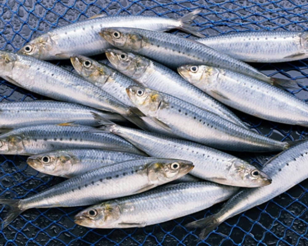 ca-moi