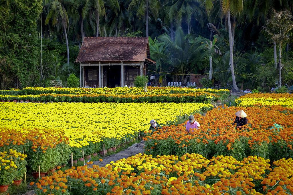 ben-tre-lang-hoa-cho-lach-1