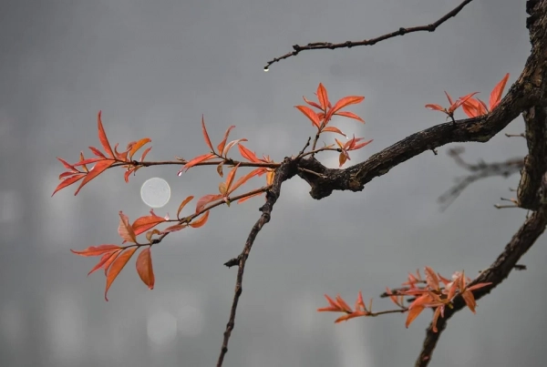 hanoi-spring