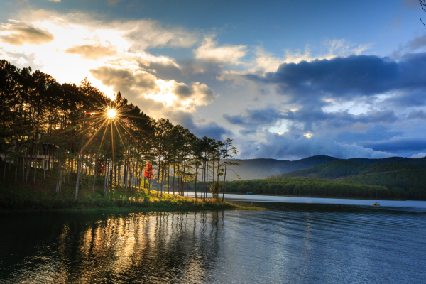 dalat-pine-forest
