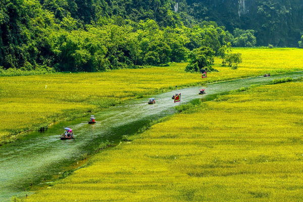 ninh-binh-tam-coc-rice-field
